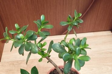 Otaq bitkiləri: Krassula gülü