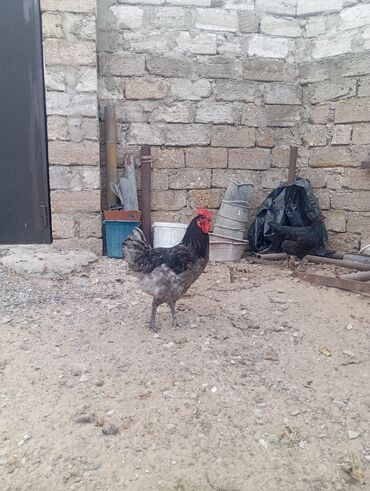 Xoruzlar: Məhsul: Ev şəraitində saxlanılan uzun quyruğ Alman sortu olan astralop — 5