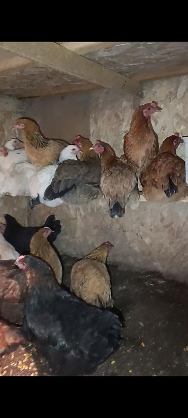 продам курей: На продажу домашние куры и петухи количество куры 22штуки петухи 9штук — 5