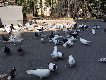ucuz goyərcin: Qarışıq cins ev göyərçinləri – iri sürü - Rənglər: ağ, qara, qəhvəyi — 2