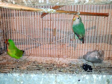 Digər quşlar: Nerazlucnik fişer ayrilmazlar maskvıy deyillər cütdu satılır hazır — 18