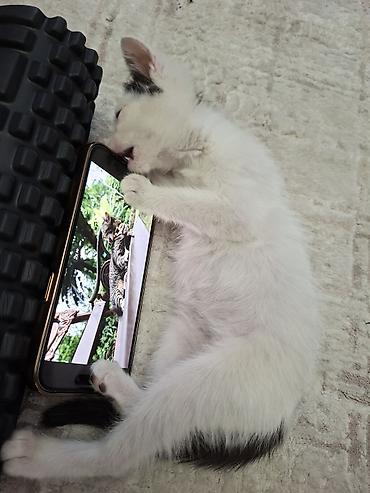 Отдам даром кошку: Кошка даром: Ангорская, 3 месяца, Девочка at lalafo.kg — 3 Отдам даром кошку: Кошка даром: Ангорская, 3 месяца, Девочка — 3
