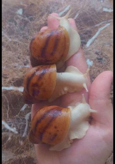 улитки ахатины: 🐌 Продаются улитята Архахатина Маргината Сутуралис. Спешите! осталось