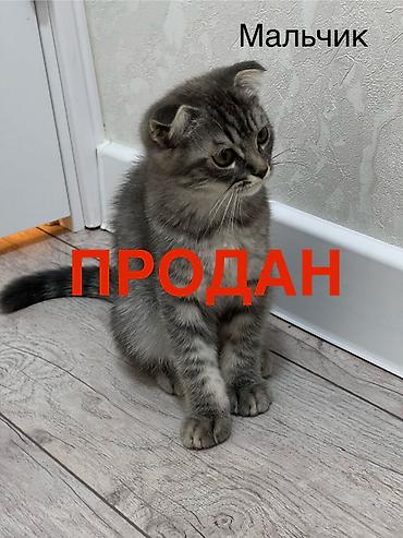 кошка шотландский: Шотландские котята: 1) девочка (Scottish fold) ПРОДАНА 2) девочка — 3