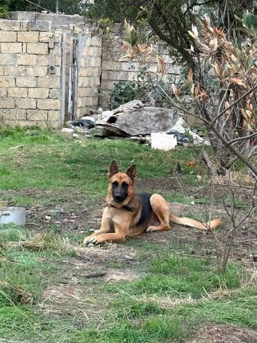 Akvarium aksessuar və ləvazimatları: Alman çoban iti