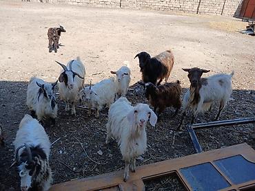 sannen keciləri: Salam Keçiləri Satılır 11 baş.heynvadi 8 çəpiş 3 ana keçi üstü üstə — 2