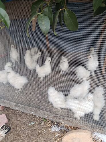 geref quşu: 5 aylig ponponlar cut Masalli