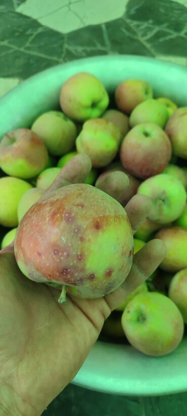 оптовые цены на продукты питания в бишкеке: Алмалар