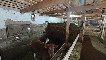 Скотники: Требуется Скотник, Оплата: Ежемесячно — 4