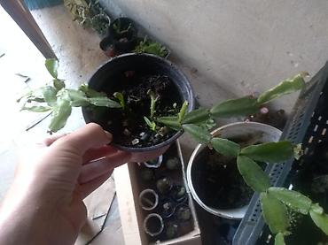 seme jagode: Ne diraj me 400 dinara — 1