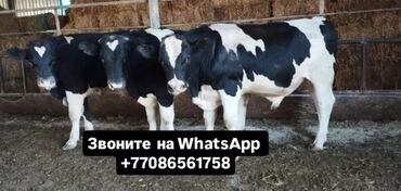 Коровы, быки: Продаю | Корова (самка), Бык (самец), Тёлка | Полукровка, Ангус, Герефорд | На откорм, На забой, Для разведения | Племенные, Осеменитель, Стельные