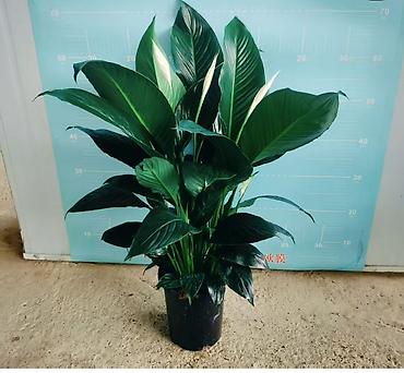 Другие комнатные растения: Бесплатная доставка по городу Пересаженные готовые Комнатные — 11