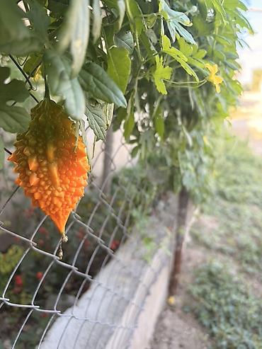 qrusa satisi: Acı xiyar (Momordika, “bitter melon”) – başqa cür Qüdrət narı meyvəsi — 7
