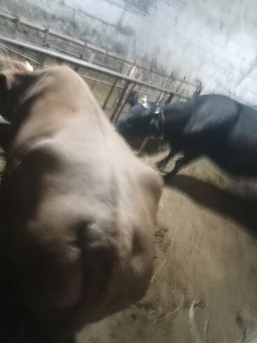 Inəklər, öküzlər: Dişi, il: 2, 540 kq, Ətlik, Ödənişli çatdırılma — 5