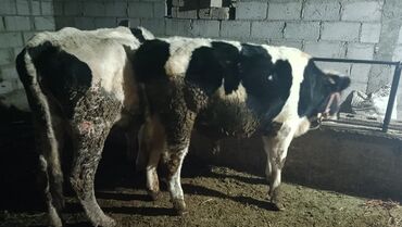 Коровы, быки: Продаю | Бык (самец) | На откорм | Привязанные — 3