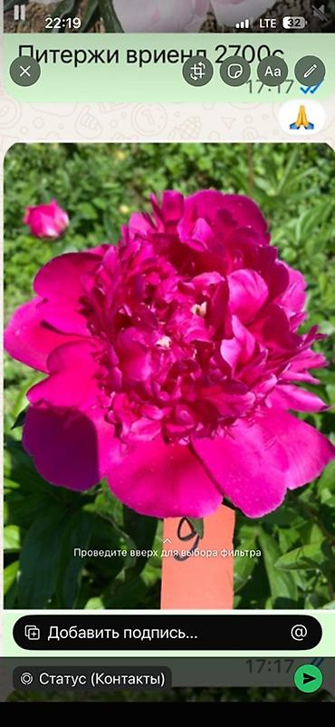 лимит: Пионы садовые — сортовая коллекция - Сара Бернар (Paeonia — 3