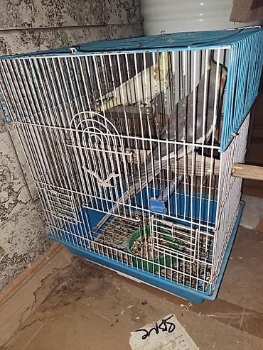 touz quşu: Nimfa (Cockatiel) quşları – qəfəs ilə birlikdə - Say: 5 ədəd nimfa - — 3
