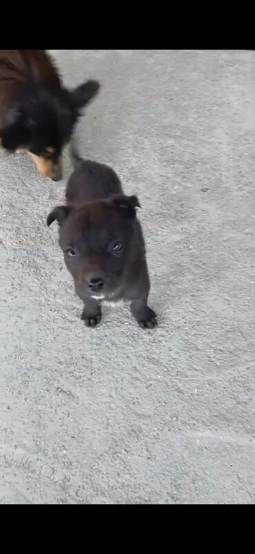 guclu itler: 3 ay, Erkek