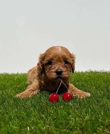 Psi: Cavapoo-Kavapu (cavalier king charles spaniel + pudla) Cavapoo, u — 6