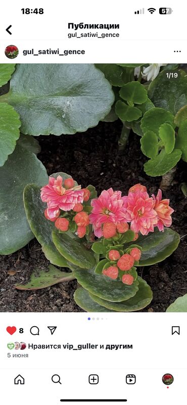 Otaq bitkiləri: Her biri ucuz kimete Gencededi catirma var size yaxin yere ancag — 43