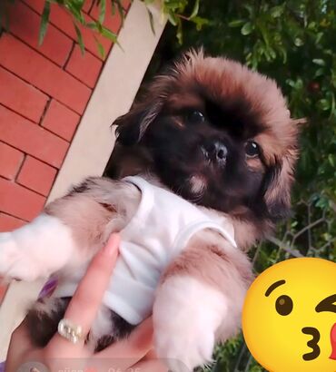 it baytarı: Pekines, 2 ay, Erkek, Peyvəndli, Ünvandan götürmə