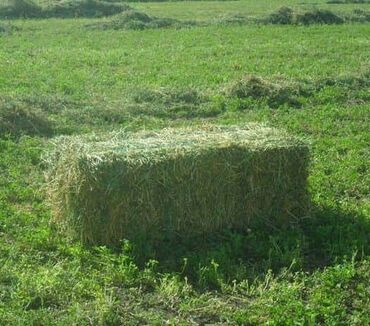 Корма для с/х животных: Продам ЛЮЦЕРНА в тюках с поля . Покровка . СЕНО. КЛЕВЕР. с поля