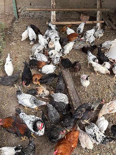 ev itləri ucuz: Həyət toyuqları cücələri .(beçə, çolpa) 10 manat — 1