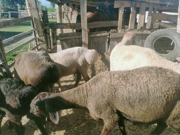 эдильбаевская овца купить: Продаю | Овца (самка), Баран (самец)