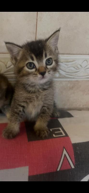 Кошки: Табби, В добрые руки — 9
