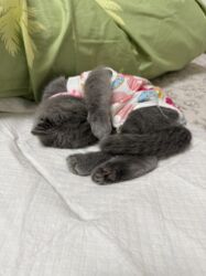 где можно купить шотландского вислоухого котенка: Скотиш Фолд (Шотландская вислоухая), 4 месяца, Девочка, Серый, Приучена к лотку