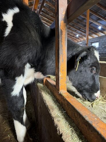 купить кошку: Сатам | Кунаажын | Голштин | Бордоп семиртүү үчүн | Байланган