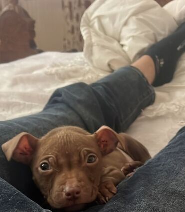 İtlər: Pitbul, 1 ay, Erkek, Peyvəndli