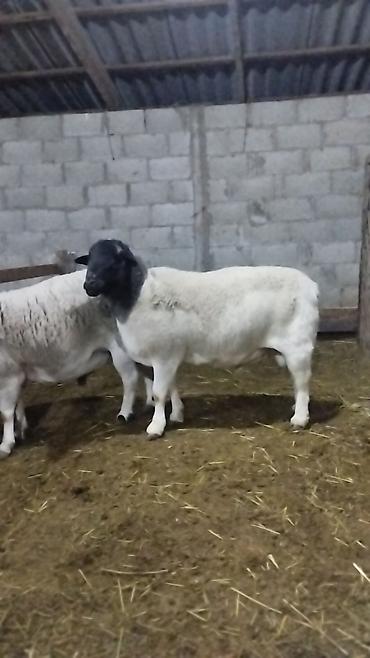 Баран, овца: Продаю | Баран (самец) | Для разведения | Племенные — 7