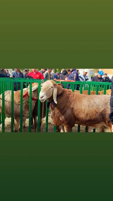 Бараны, овцы: Продаю | Ягненок | Арашан | Для разведения — 10