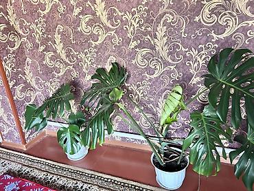Бөлмө өсүмдүктөрү: Монстера делициоза (Monstera deliciosa) в горшке. - Крупное комнатное — 3