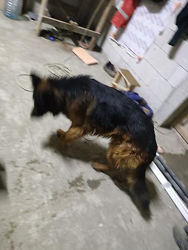 İtlər: Alman çoban iti, 1 il, Erkek, Sənədli, Ünvandan götürmə, Pulsuz çatdırılma, Ödənişli çatdırılma — 2