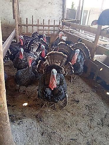карликовый пудель цена: Amerkan bronz hinduşka balaları satılır 18-20 kq olurlar isteyen gelib — 2