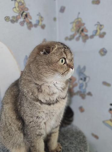 шотландка кошка: Скотиш Фолд (Шотландская вислоухая), 2 года, Девочка, Золотая шиншилла, Приучена к лотку, Проглистована — 4
