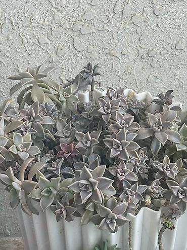 torf satilir: Bitki satışı – Sansevieria (Qaynanadili), sukkulentlər və kaktuslar — 7