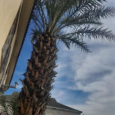 qedimi xalça aliram: 🌴 Satılır: Böyük Xurma (Palma) Ağacı 📍 Yer: (SAATLI Rayonu ) 🔹 23 — 1