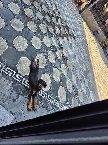 ev itləri satışı: Doberman, 5 ay, Erkək, Peyvəndli, Ünvandan götürmə — 5