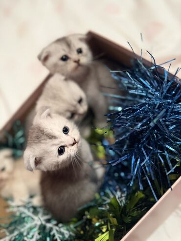 Pişiklər: Şotland — 10