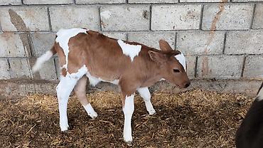 Коровы, быки: Продаю | Бык (самец) | Симментальская | Для разведения — 19