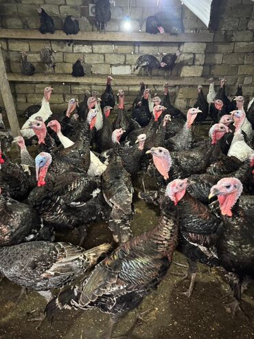 Hinduşka: Məhsul: Hinduşka sürüsü Təsvir: - Şəkillərdə gördüyünüz damazlıq — 9