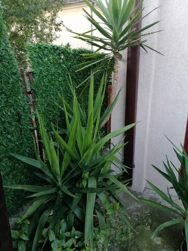 Ostale kućne biljke: Drvo života -Yucca Elephantipes Visine 1-2 m Drvo Zivota-Yucca — 14