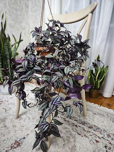 традесканция купить: Традесканция висячая (Tradescantia zebrina) в подвесном горшке + — 1