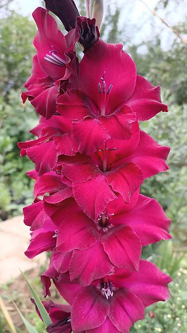 Другие садовые цветы и кустарники: Гладиолусы — срезочные и садовые сорта, показанные на фото: - — 8