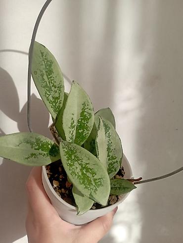 Хойи: Хойи в продаже! Номер по фото, названия и цены указаны: #1 — 14