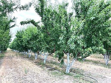 çilədağı bitkisi rus dilində: Badam bağı 8 yaşında. Şabranda 8 ha Badam bağı, ceşidi Feraduel və — 6