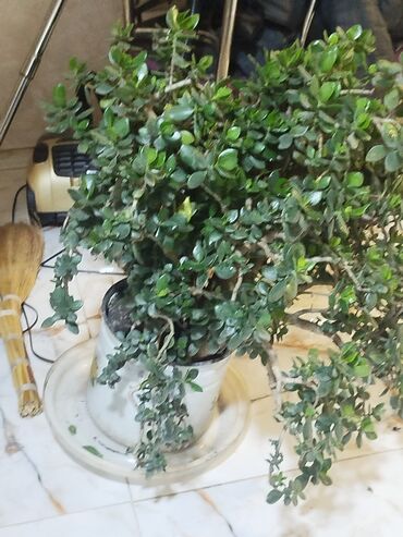 Otaq bitkiləri: Succulent “Pul ağacı” (Crassula ovata) – iri, kolvari formaya — 8